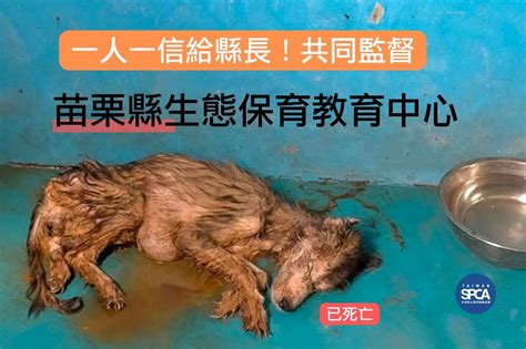 埋葬動物功德|積累功德：隨手掩埋死掉的小動物，將來它生生世世會報你的恩